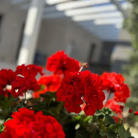 Bed & Breakfast L'ulivo *